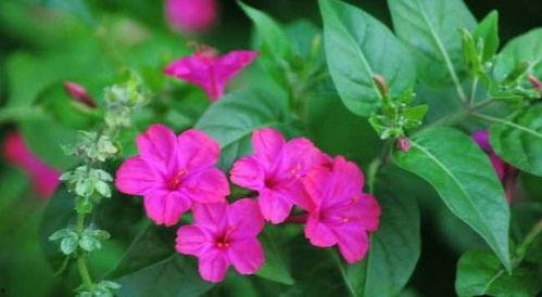 精品国产视频夜来香