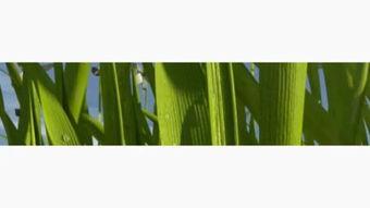 国产草草无码视频