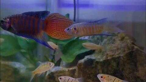 国产斗鱼怎么变色的视频