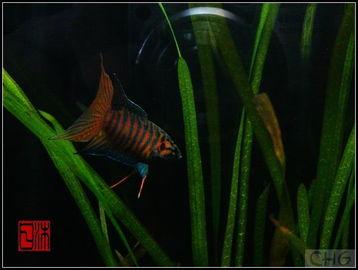 国产斗鱼怎么变色的视频